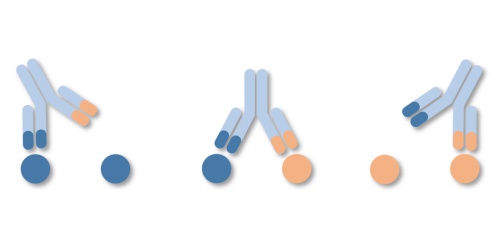 Antibody Development, Antibody Stability, Antibody Aggregation, Antibody Target Interactions