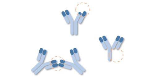 Antibody Development, Antibody Stability, Antibody Aggregation, Antibody Target Interactions